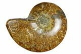 Polished, Agatized Ammonite (Cleoniceras) - Madagascar #164146-1